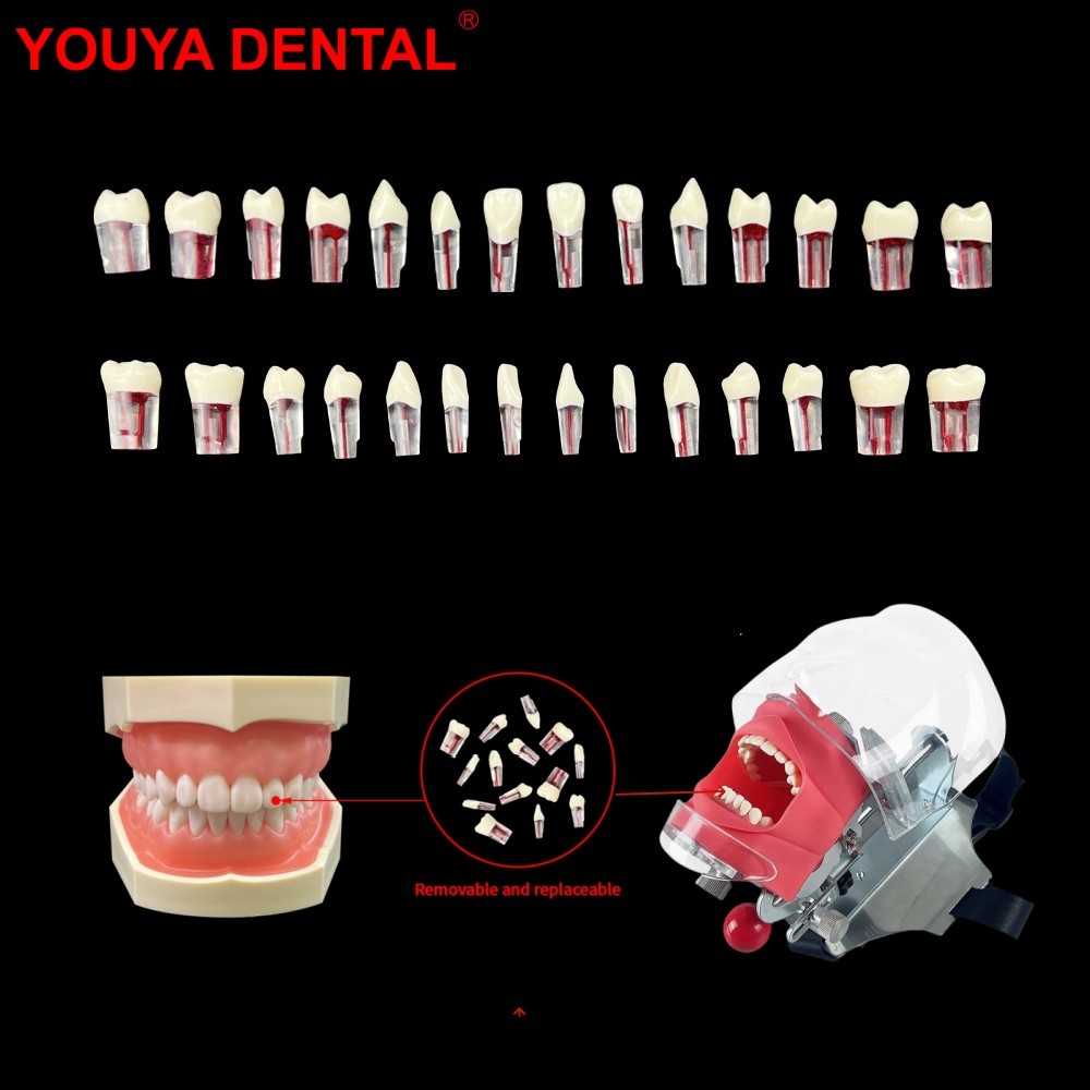 Jual PROMO 28pcs/set Endodontic Teeth Model Dental Practice Training ...