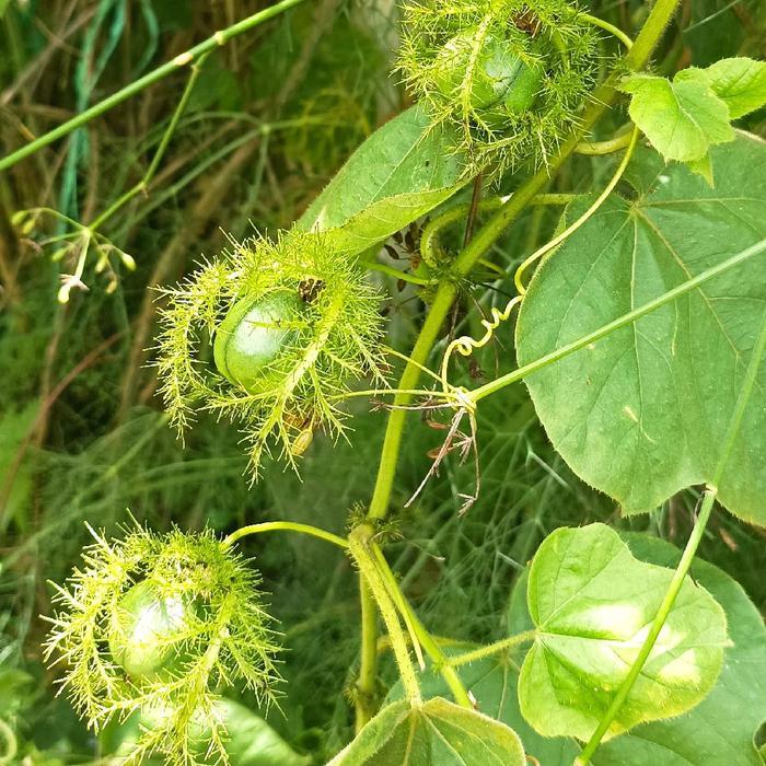 Jual Asinaja_ Tanaman Buah Rambusa ( Markisa Hutan) | Shopee Indonesia