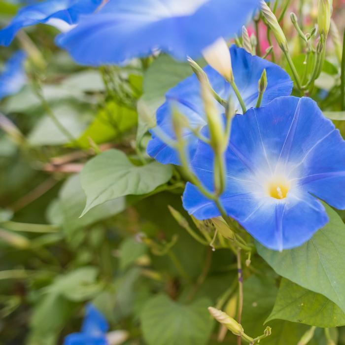 Jual BENIH-BIBIT BUNGA MORNING GLORY HEAVENLY BLUE (HAIRA SEED ...