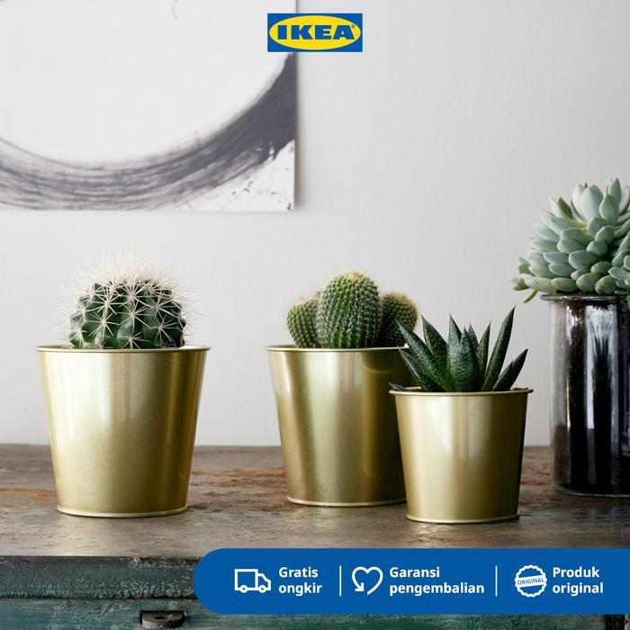 nopal kaktus pflanze kaufen Cactus Opuntia | 120cm | Online kaufen main image 0